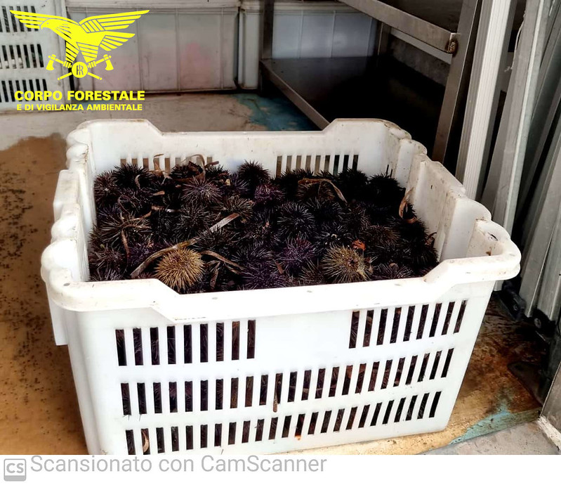 Pescatore di frodo dei ricci incastrato a Nora: ne aveva messi in trappola già 400