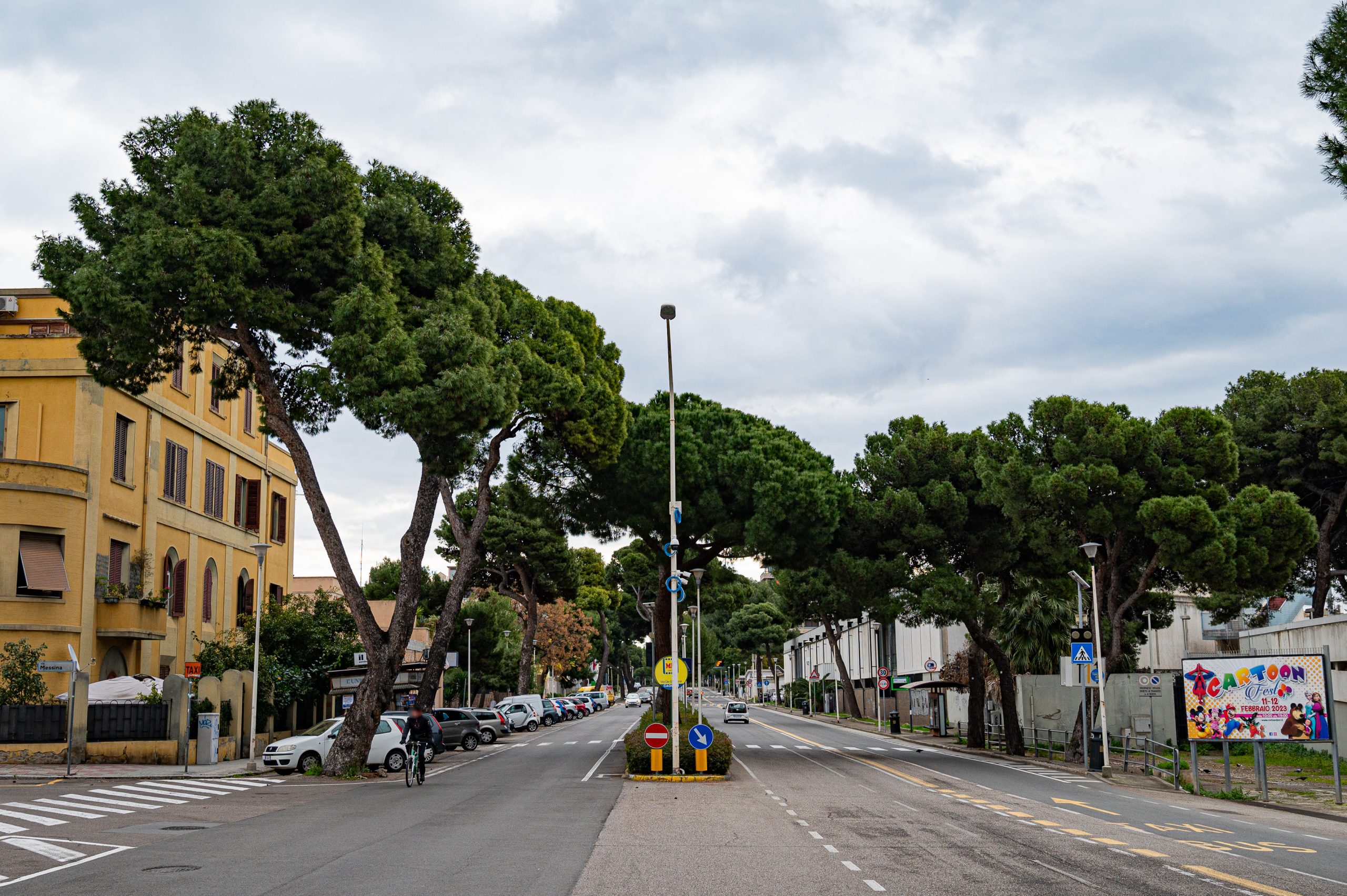 Cagliari, 4 pini in viale Diaz saranno abbattuti e sostituiti