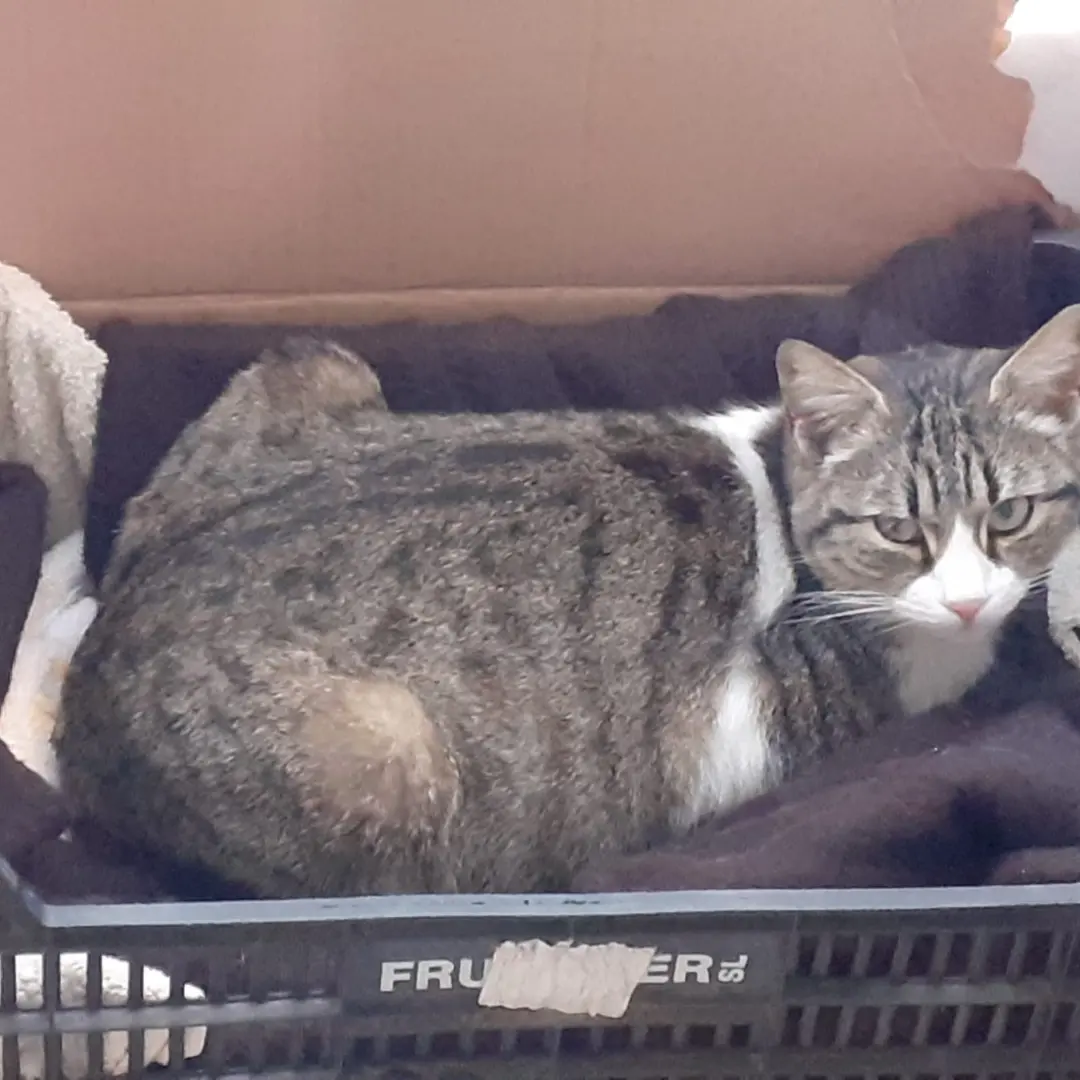 Sos a Radio Zampetta Sarda per una gattina ad Assemini che si è rifugiata in un balcone