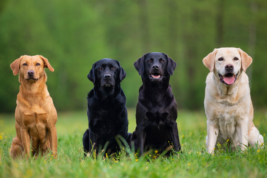 Cani più sicuri e curati a Quartu: “Un’oasi tutta per loro a Sa Serrixedda”