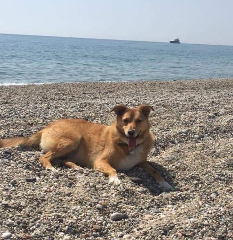 Molly si è smarrita a Barisardo, sos a Radio Zampetta Sarda