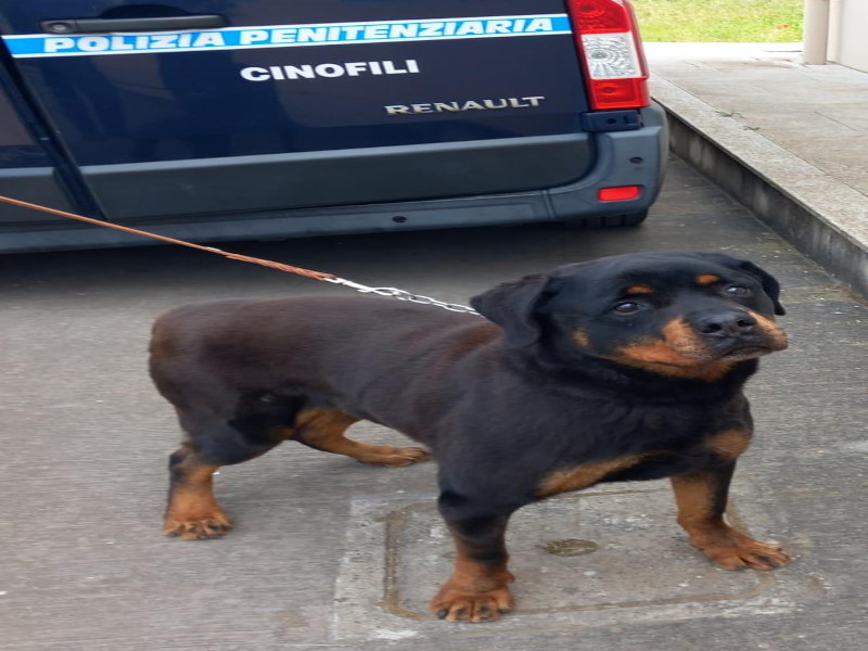 Eroina e coca da vendere nascoste nelle parti intime, detenuto sardo furbetto scoperto dal cane Jedro