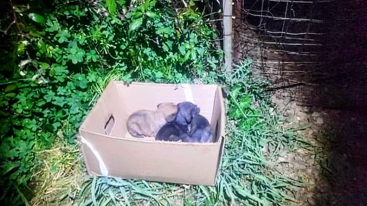 Gonnosfanadiga, tre cuccioli strappati alla mamma e abbandonati davanti a un rifugio per animali