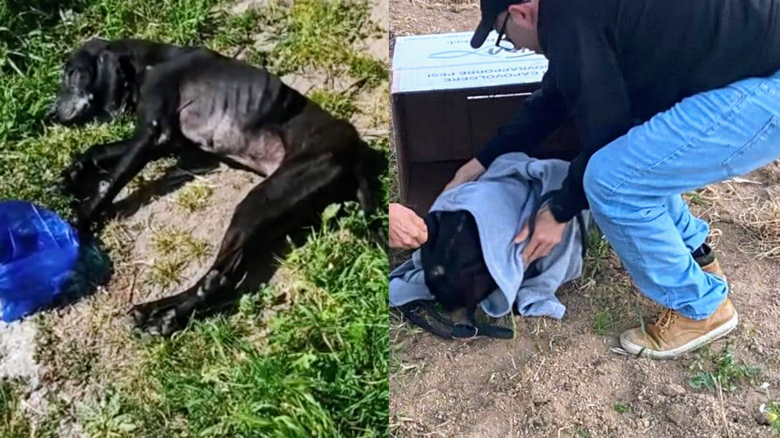 Capoterra, cane in fin di vita salvato e trasferito al dog hotel
