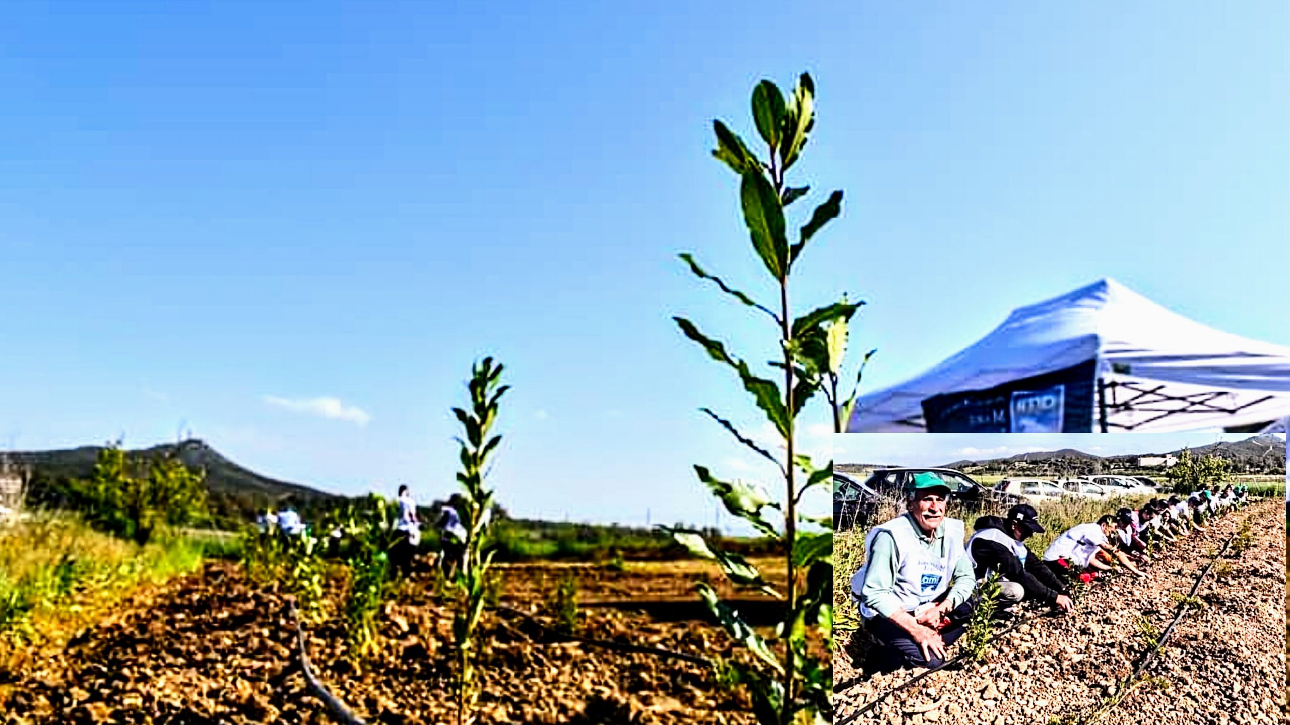 Sardara, 180 piantine messe a dimora dai bambini e donate nei giorni scorsi dall’agenzia regionale Forestas