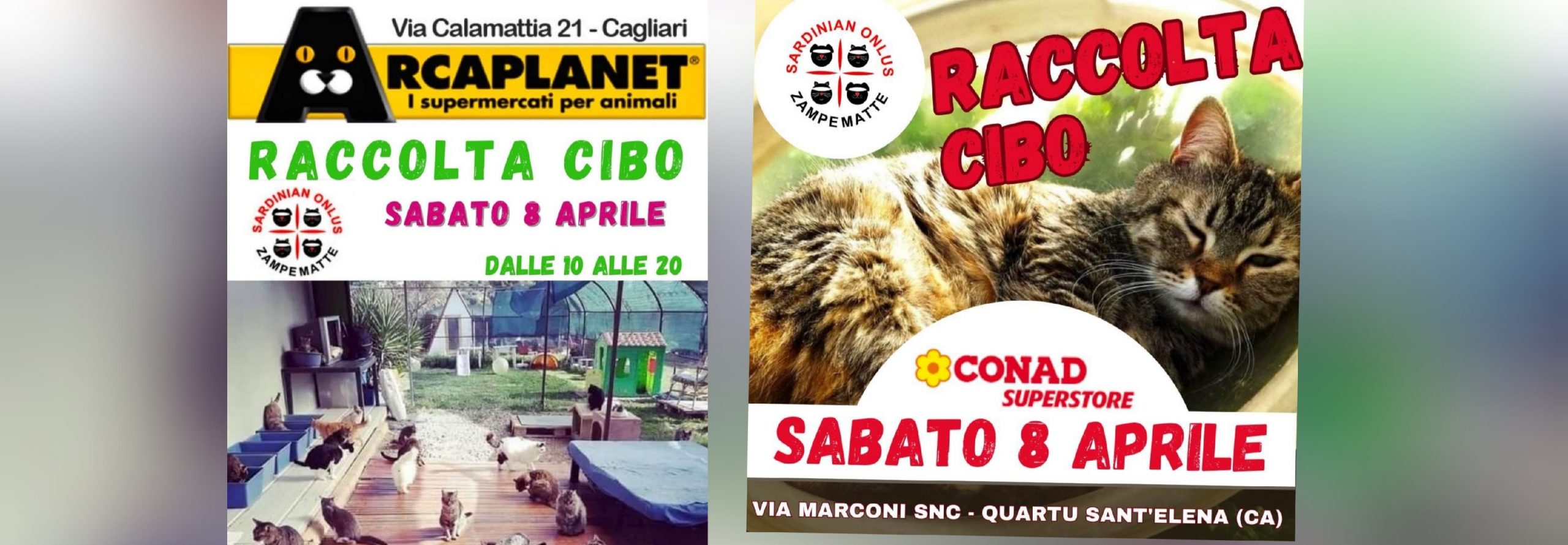 Sos per Zampe matte onlus, aperta raccolta cibo