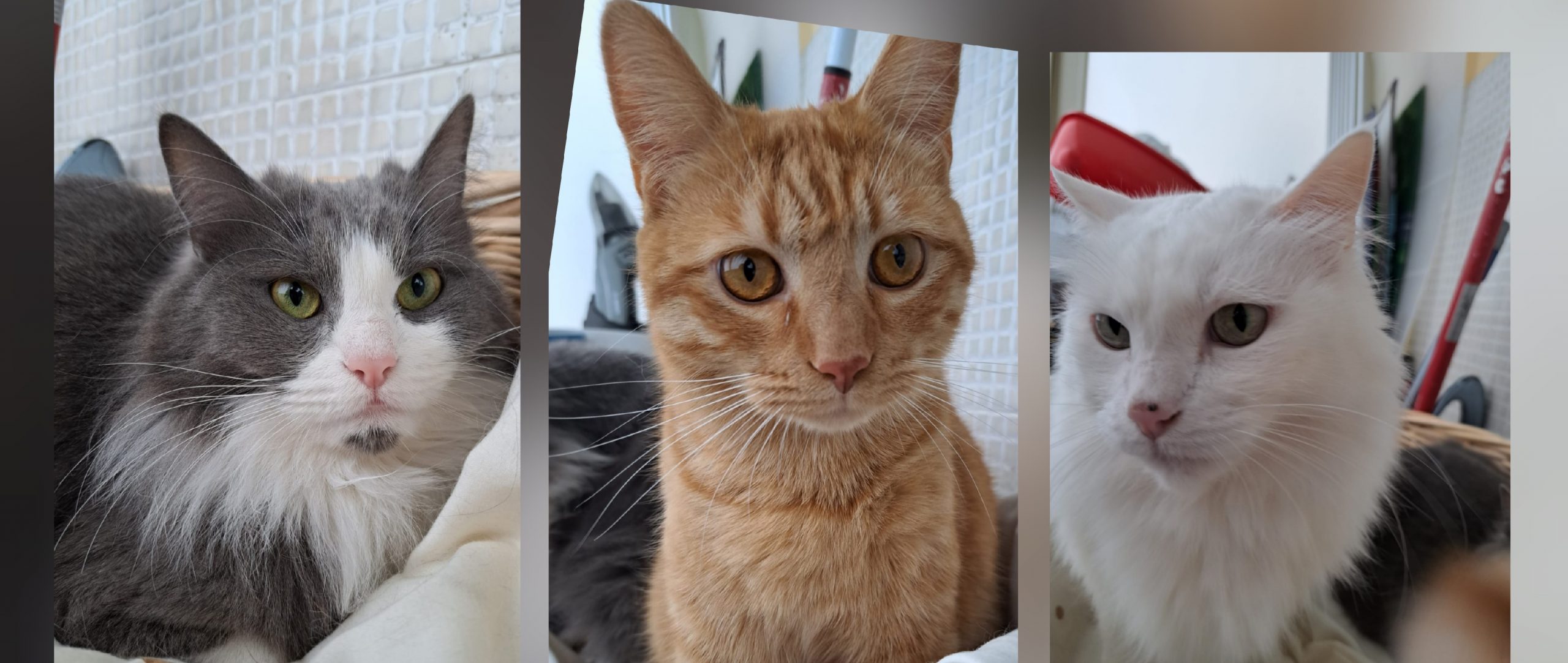 La padrona si ammala gravemente, 3 gatti cercano casa: sos a Radio Zampetta Sarda