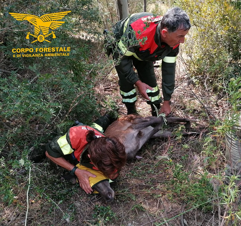 Teulada, vagava nel bosco con le zampe fratturate: cervo salvato dalla Forestale
