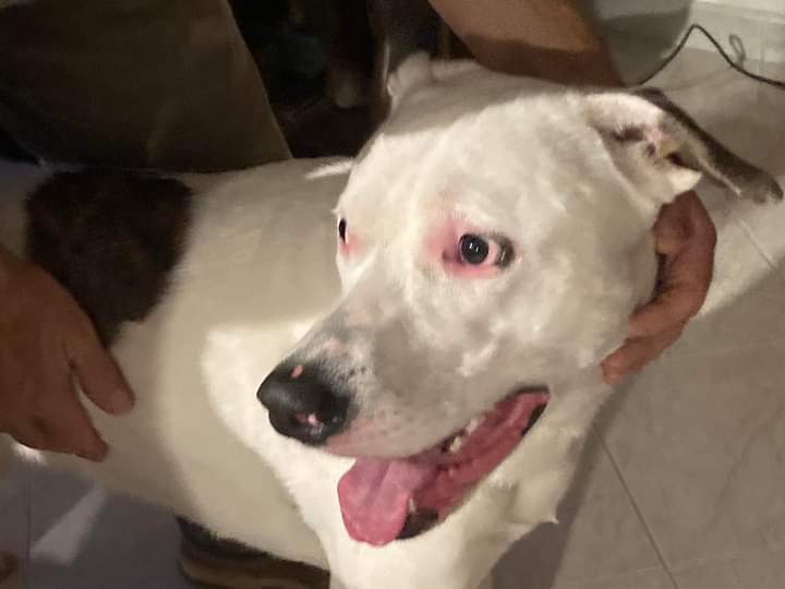 Quartucciu, pitbull recuperato a Is Concias: qualcuno lo riconosce?