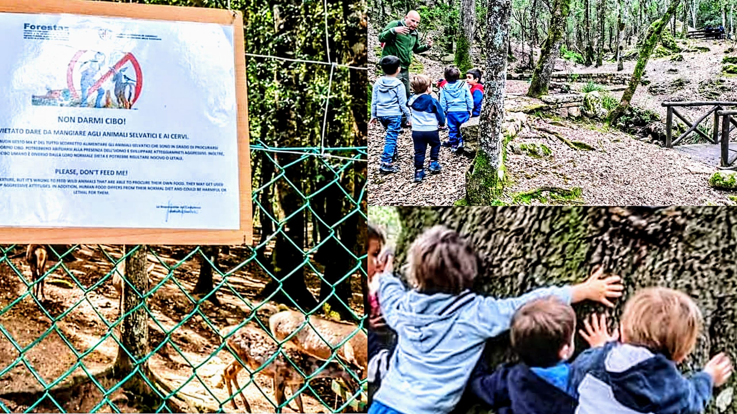 A spasso tra cervi boschi, cervi e ruscelli: bimbi dell’asilo di Cagliari alla scoperta dei Sette Fratelli