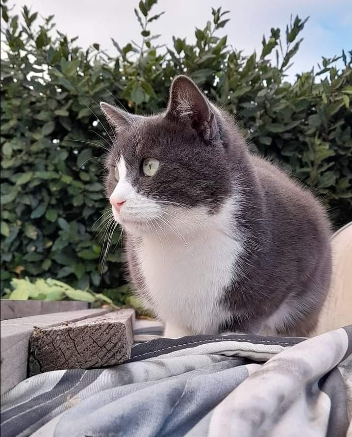 Sos per Nemo, il gattino scomparso da cinque giorni in zona Bellavista a Flumini