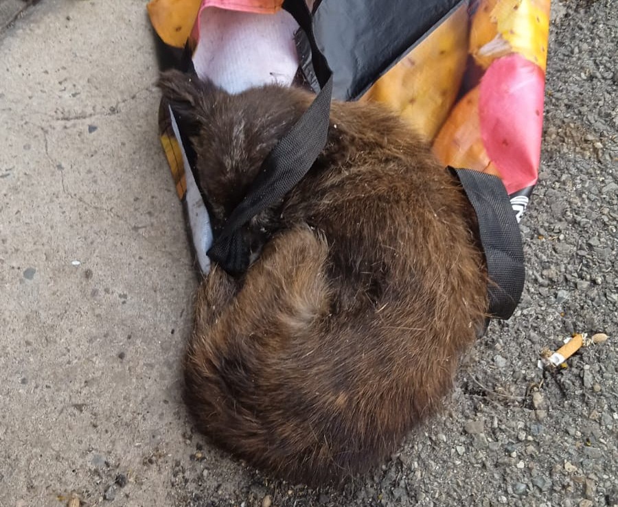 Siliqua, è morta la cagnolina gettata in strada dentro una busta: la sua vita spezzata dalle mani crudeli dell’uomo
