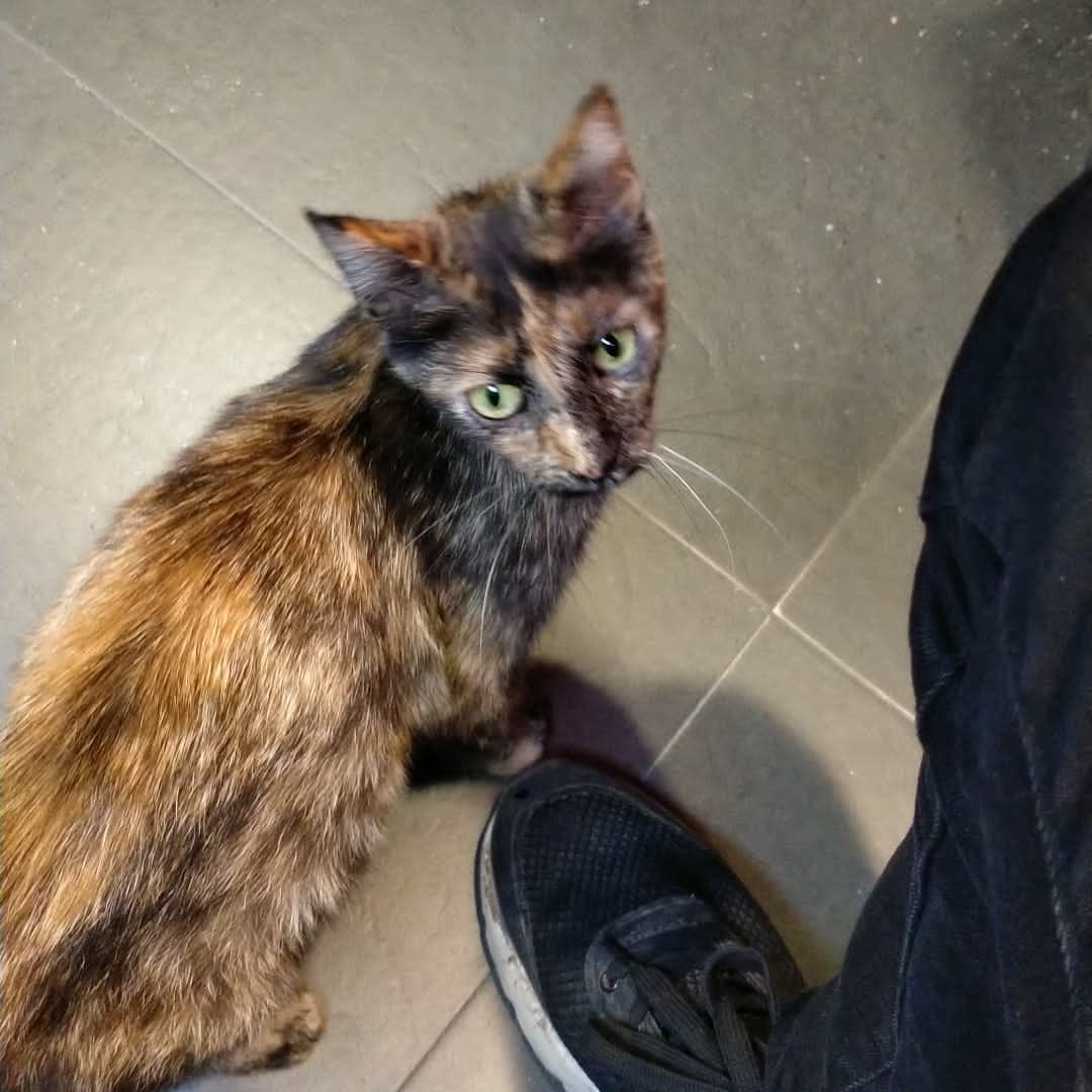 Gattina soccorsa in strada a Quartu, qualcuno la sta cercando?
