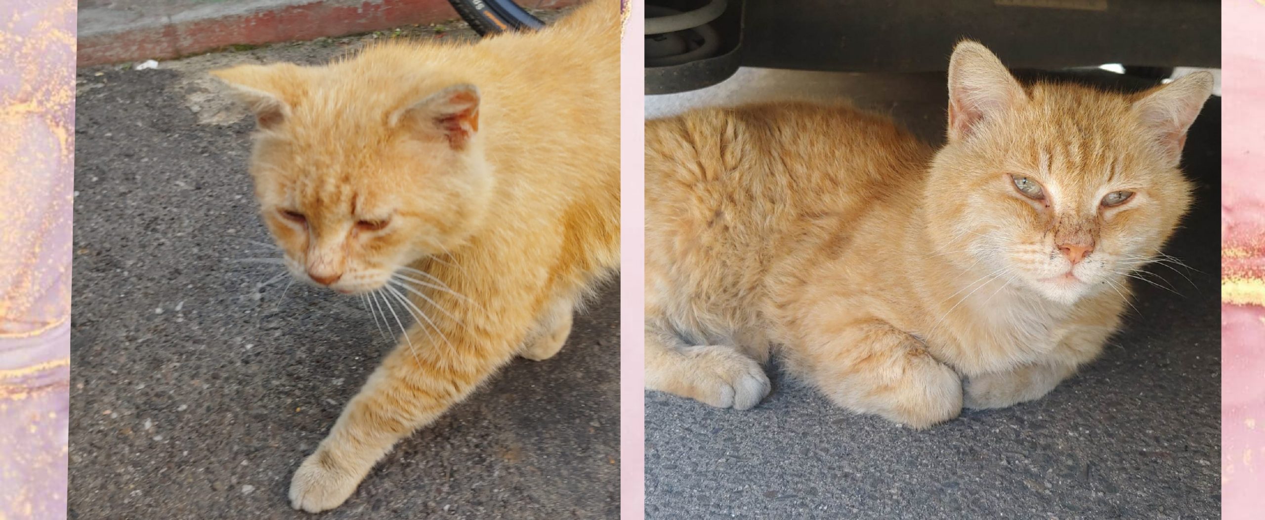 AAA cercasi adozione del cuore per un gattino che vive solo in strada a Pirri