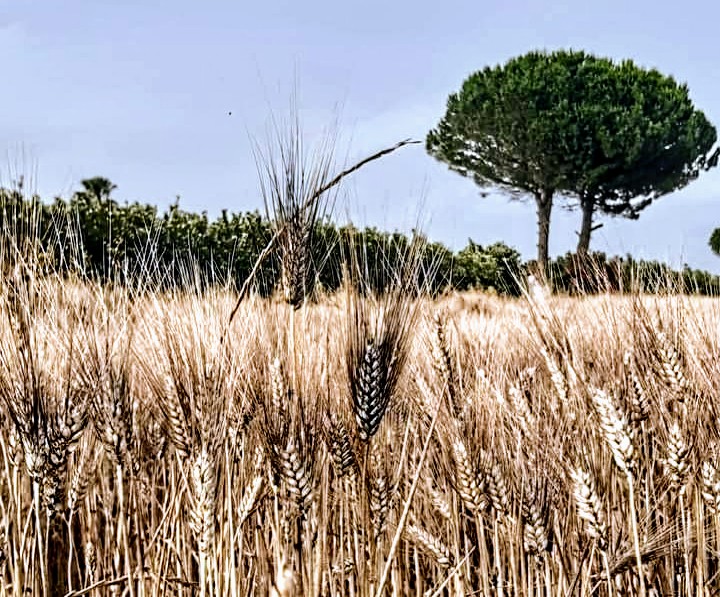 Medio Campidano in crisi dopo le abbondanti piogge, chiesto lo stato di calamità