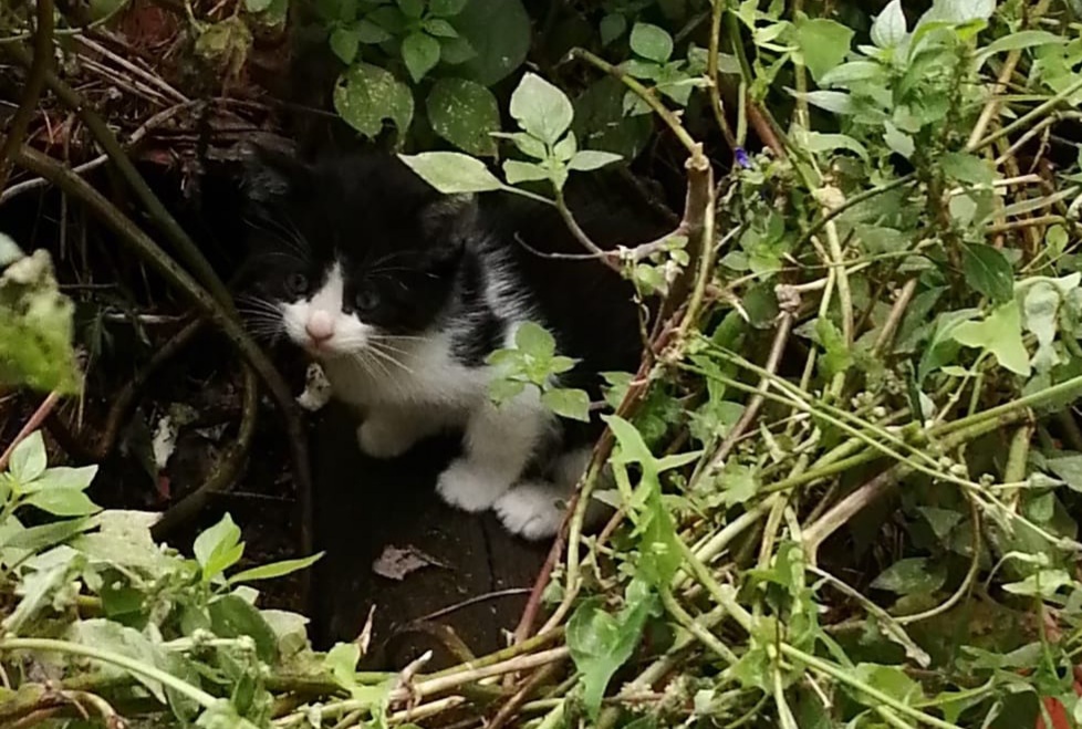 Mandas, la mamma muore e tre micro gattini sono allo sbando: chi li salva?