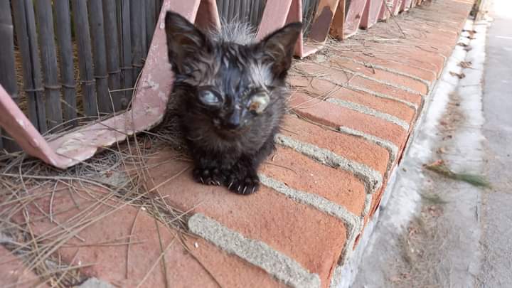 Capoterra, lieto fine per il gattino abbandonato dentro una scatola