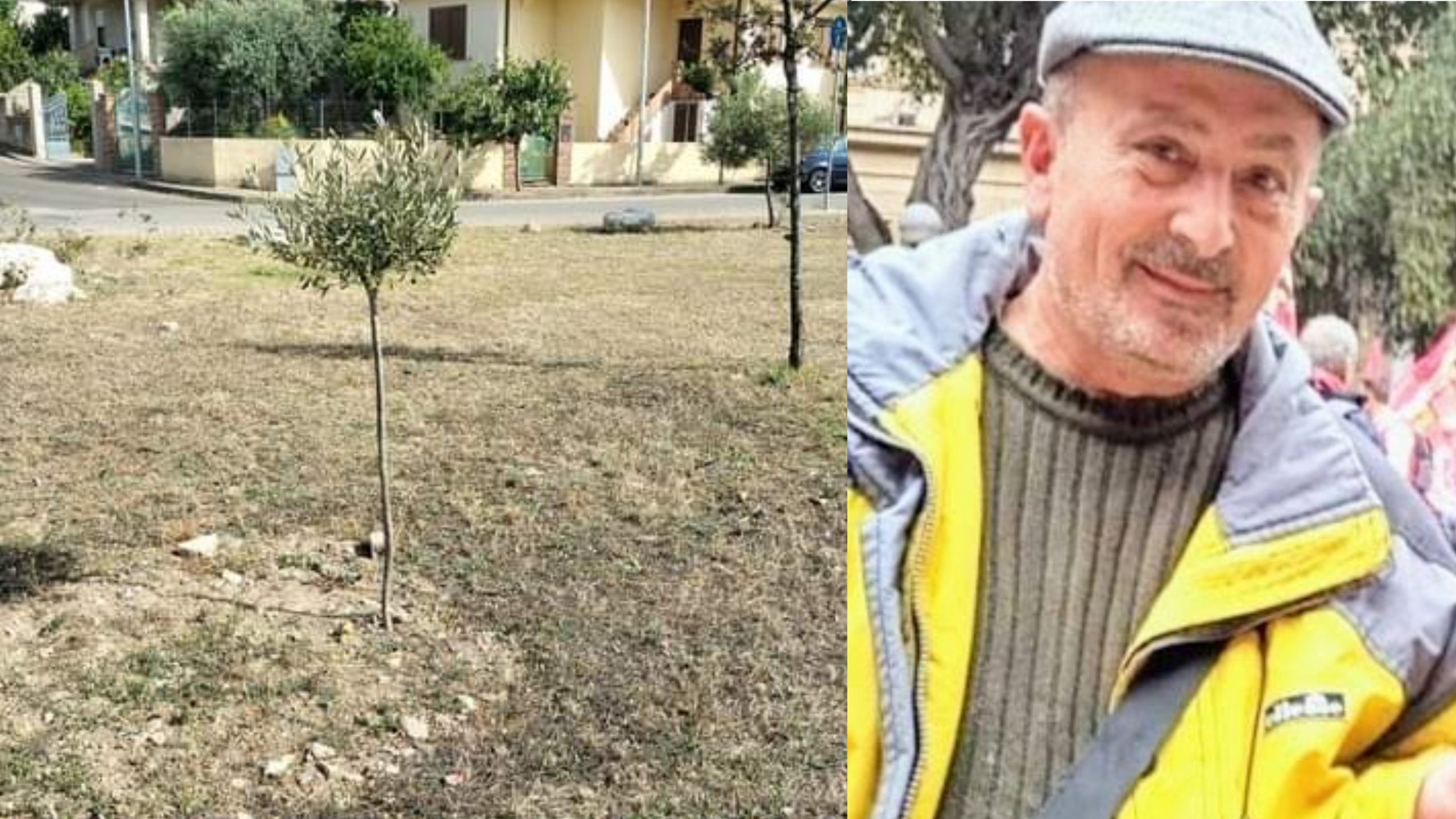 Domusnovas, 10 piante di ulivo in regalo al Comune