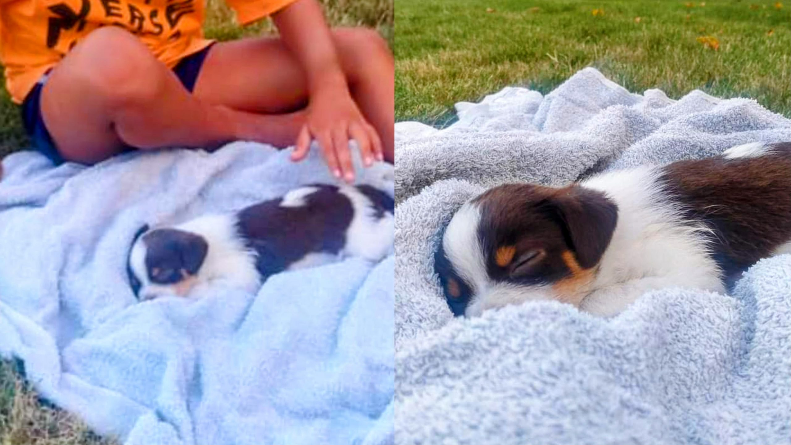 Pula, gara di solidarietà per i cuccioli abbandonati dentro una scatola