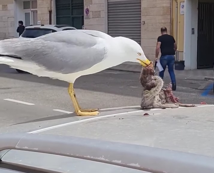 Cagliari, in via Pascoli il pasto “prelibato” di un gabbiano che, sopra una macchina parcheggiata, consuma un grosso ratto