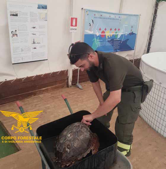 Teulada, tartaruga marina salvata nelle acque di Portu Tramatzu