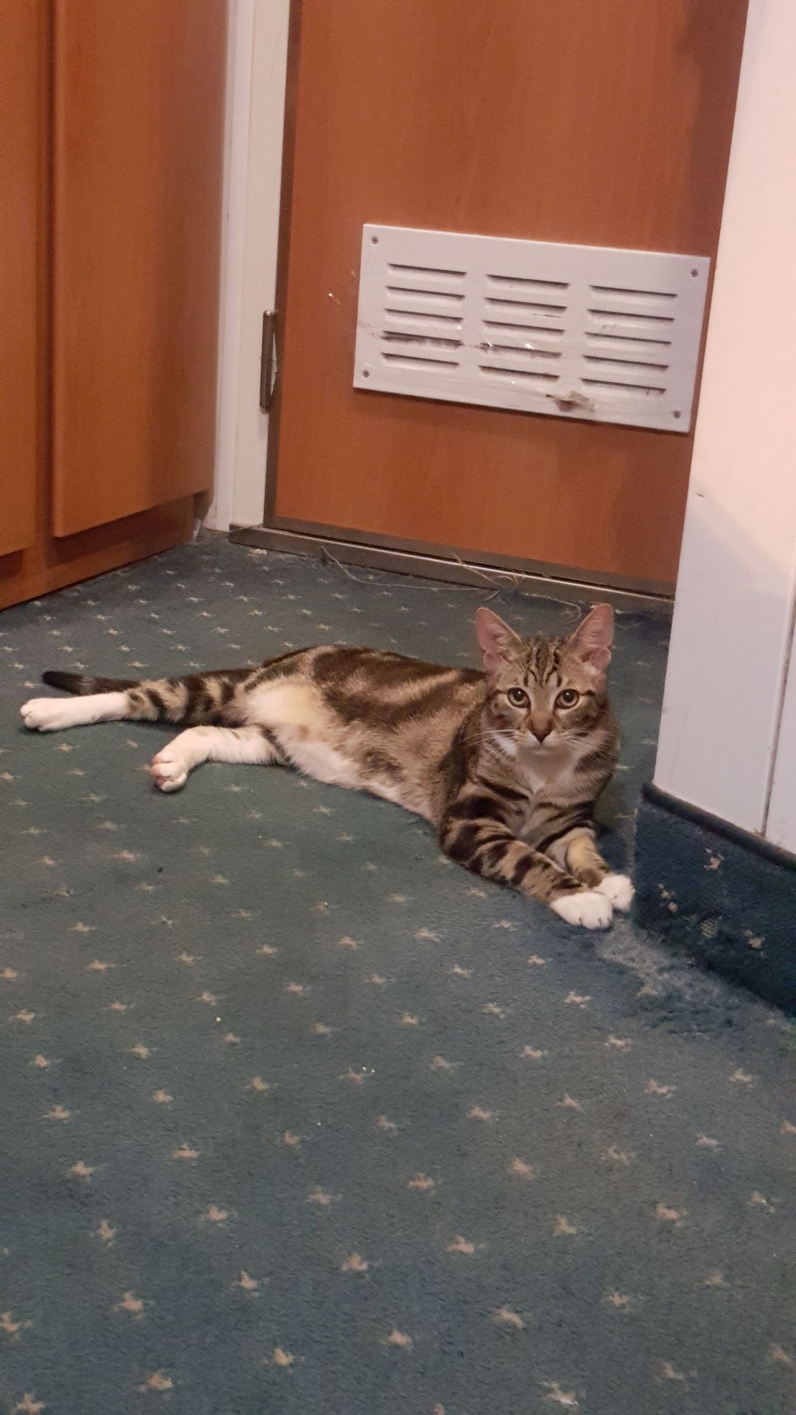 Coco si è smarrito a Geremeas, sos per ritrovarlo