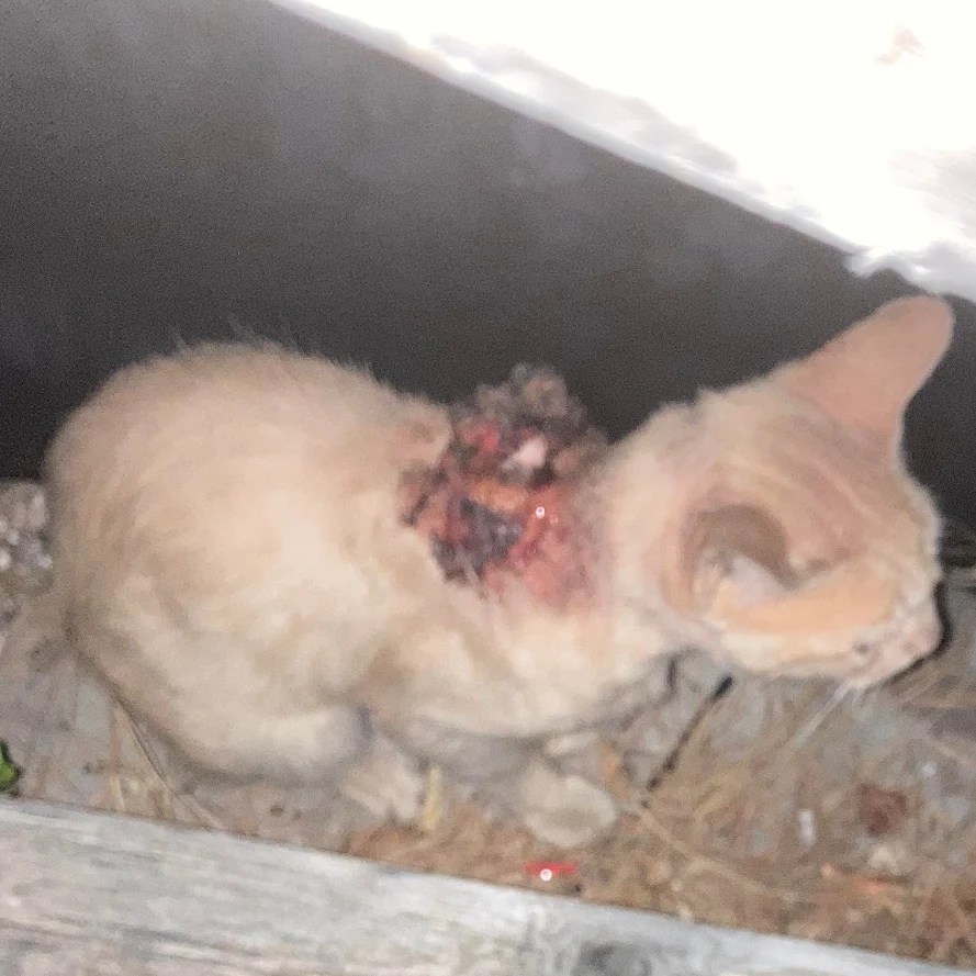 Sos di una turista olandese da Cala Gonone: “C’è un gattino ferito, aiutateci a prenderlo”