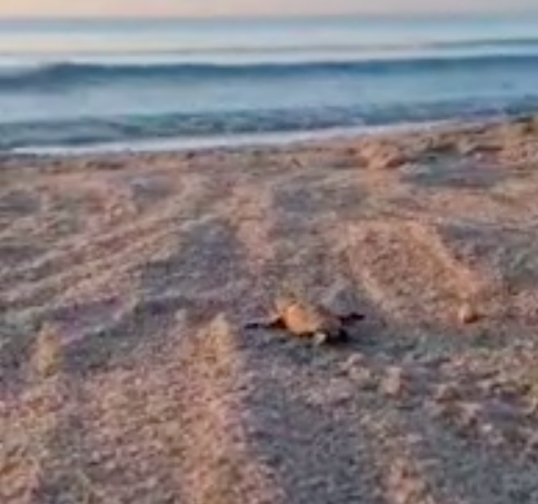 Cagliari, nuova schiusa al Poetto: nate 70 tartarughine