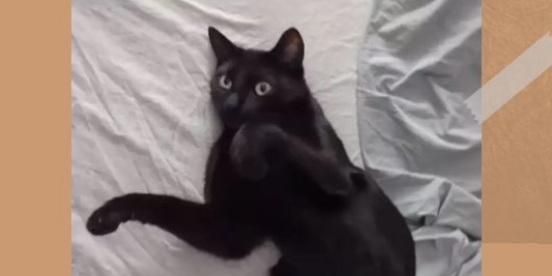 Sos, smarrito il gattino Kuro a Pirri: ricompensa per chi aiuta a riportarlo a casa