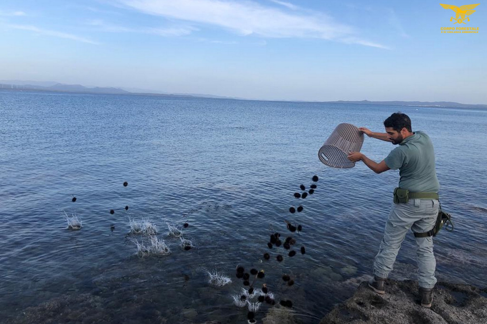 Pesca ricci a Carloforte e viene beccato dalle guardie due volte in pochi minuti: doppia multa