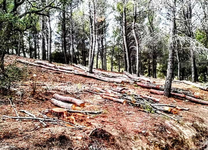 Capoterra, allarme per la pineta della comunità montana: “Tanti alberi tagliati”