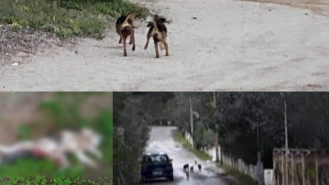 Un branco di cani randagi semina il terrore a Torre delle Stelle