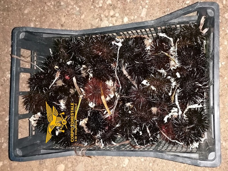 Teulada, trovato con 109 ricci di mare in macchina: maxi multa da 3 mila euro al pescatore abusivo