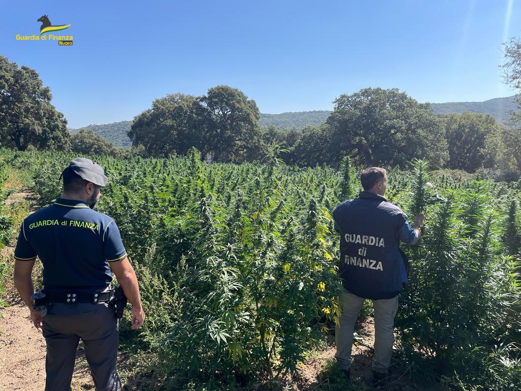 Canapa sativa? No, marijuana totalmente illegale: 2100 piante sequestrate in Sardegna