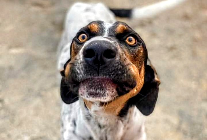 Code in festa per la giornata open adozioni cani di Monserrato