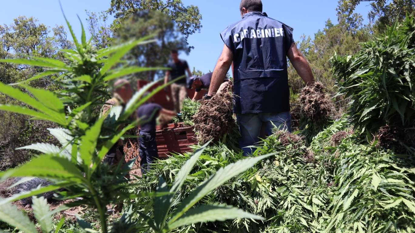 Blitz nelle campagne sarde, trovati 120 chili di marijuana: allevatore di Fonni in manette