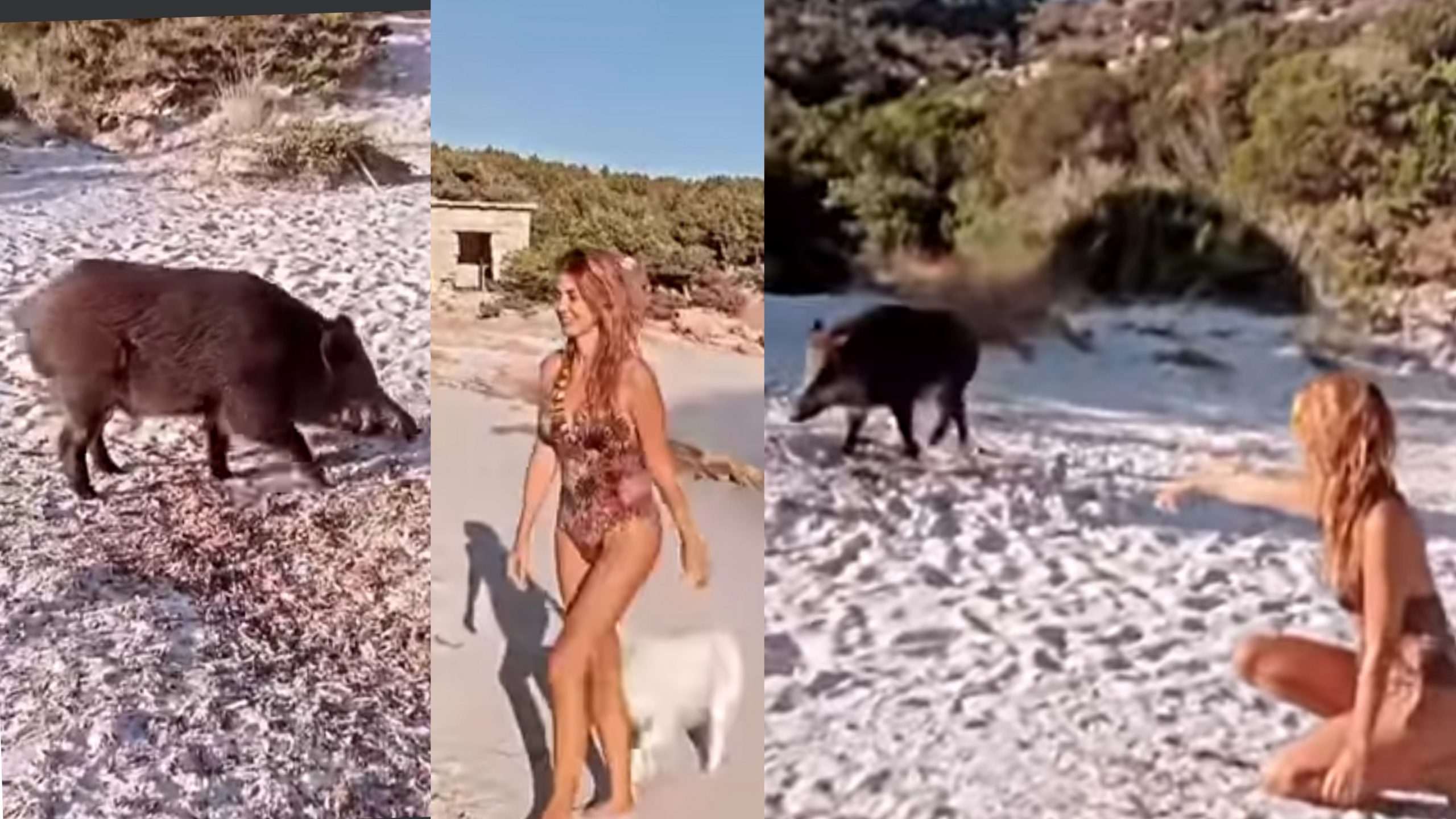 Spargi, cinghiale goloso fa irruzione in spiaggia per rubare cibo ai bagnanti