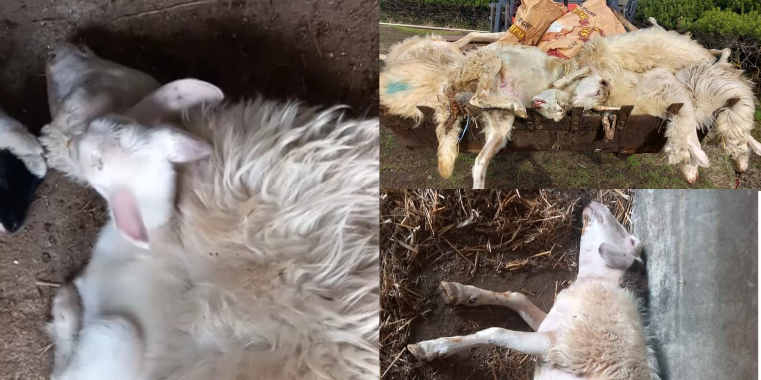 Allarme Lingua Blu tra gli ovini: decine di capi morti nel Guspinese, altri focolai segnalati a Riola Sardo e Desulo