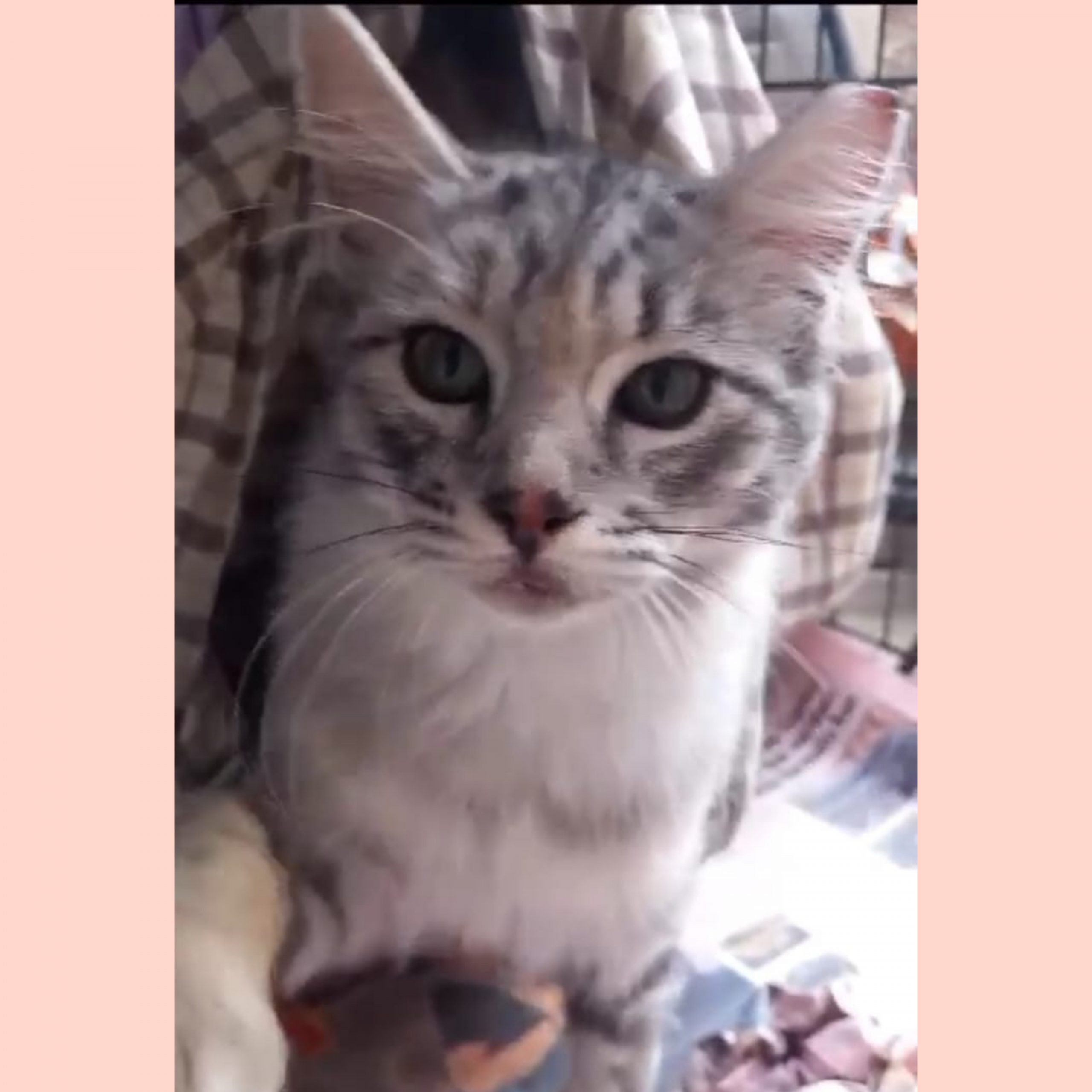 Adozione del cuore per la piccola Lilly, 6 mesi di puro amore