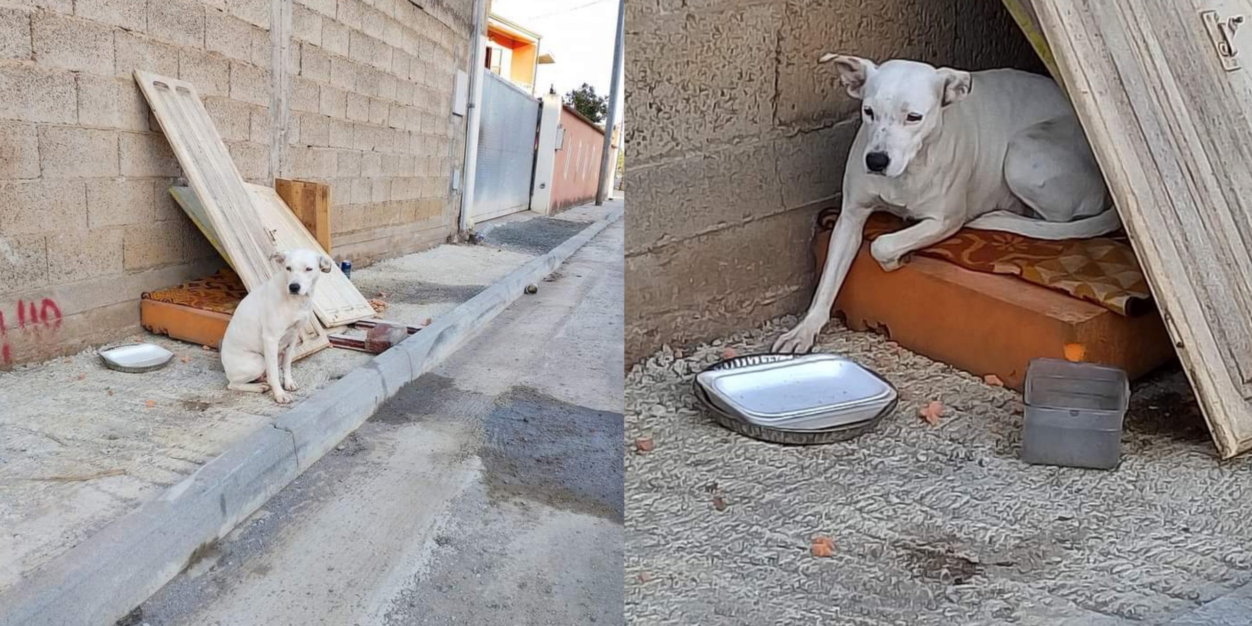 Samassi, corsa contro il tempo per salvare una cagnolina abbandonata