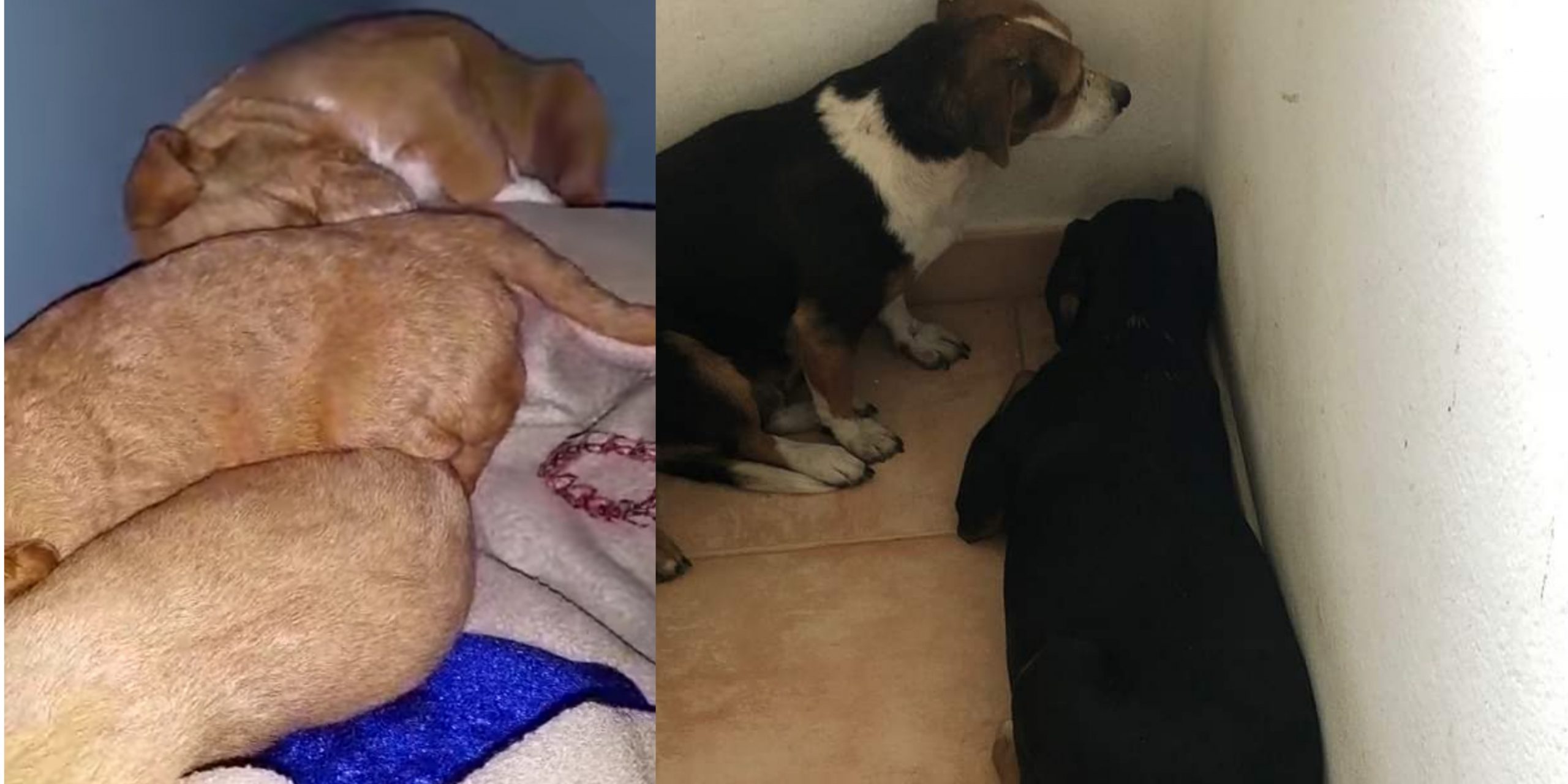 Orrore a Segariu, cani morti chiusi in sacchi e nascosti in un cortile: denunciato un uomo