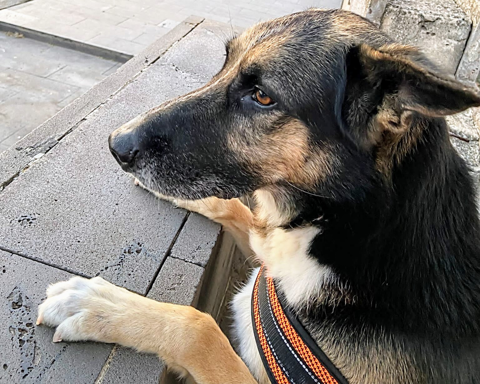 Lotta al randagismo a Decimomannu, un programma ricco di eventi per sensibilizzare al benessere animale