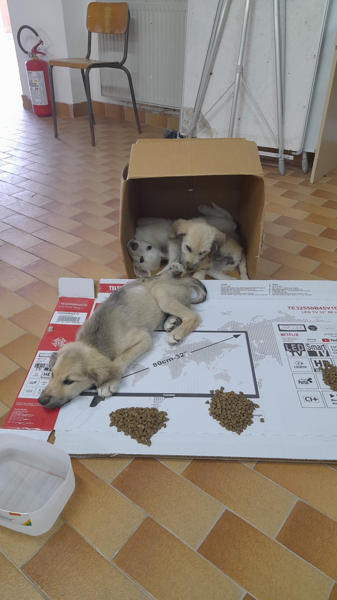 Muravera, 3 cuccioli di cane abbandonati in via Giardini: salvati da barracelli e polizia