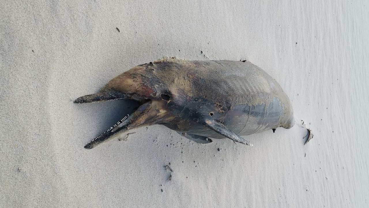 Macabra scoperta a Costa Rei, un delfino in stato di decomposizione avvistato sulla spiaggia
