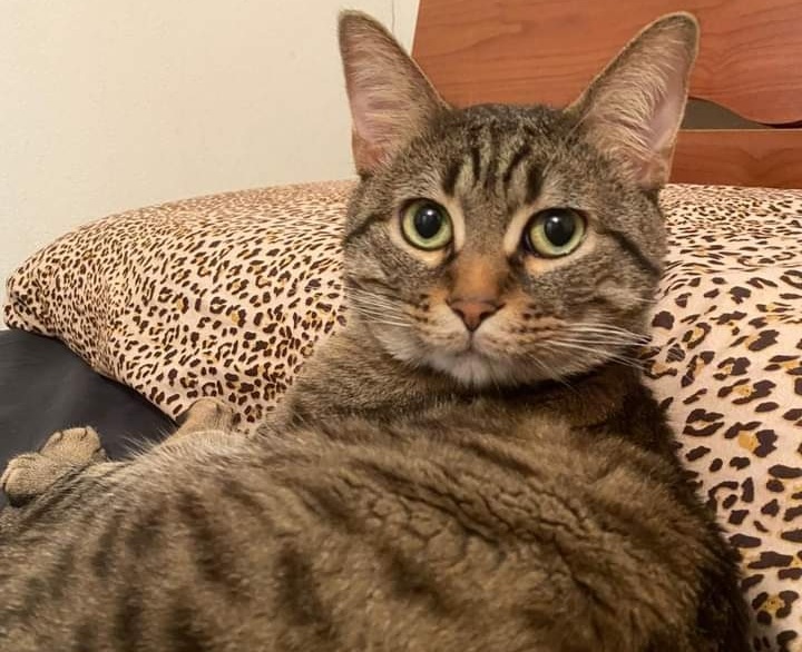 Sos a Radio Zampetta Sarda, cercasi stallo provvisorio per un gatto