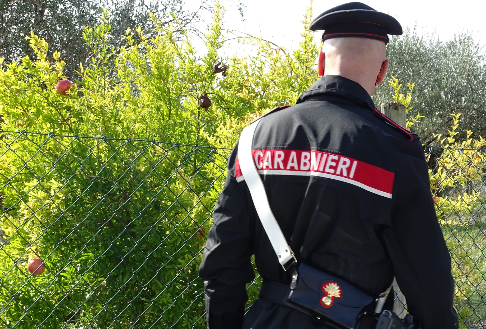 San Sperate, i suoi due pitbull scappano e riducono in fin di di vita un gatto: denunciato