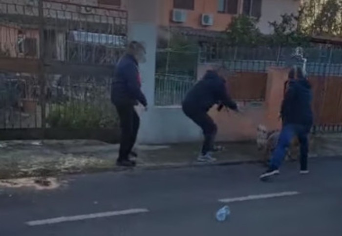Pitbull violenti a Quartu, l’ordine di Milia: “Il proprietario deve portarli tutti via o sarà multato”