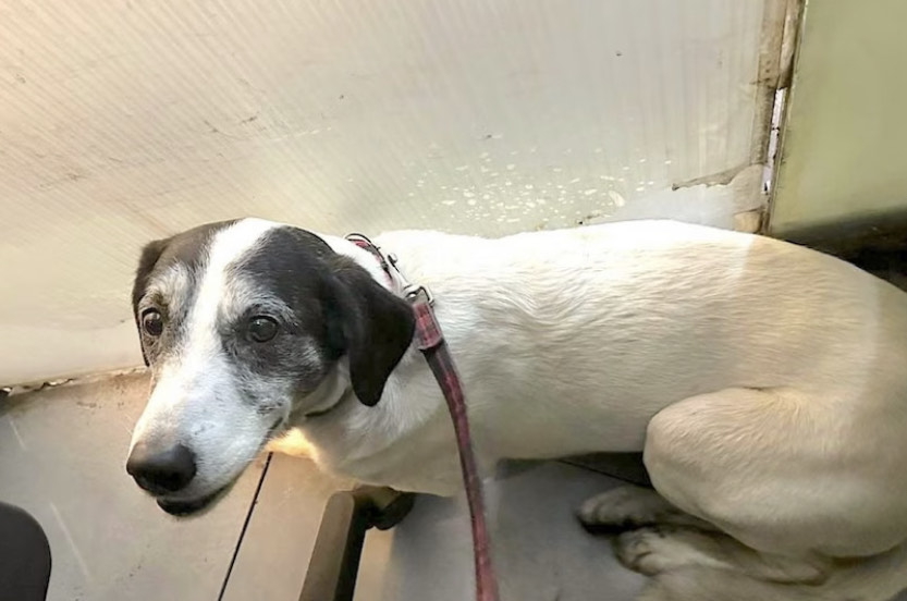 Cane scappa per i botti di Capodanno, viene salvato sui binari e ritrova le strada di casa