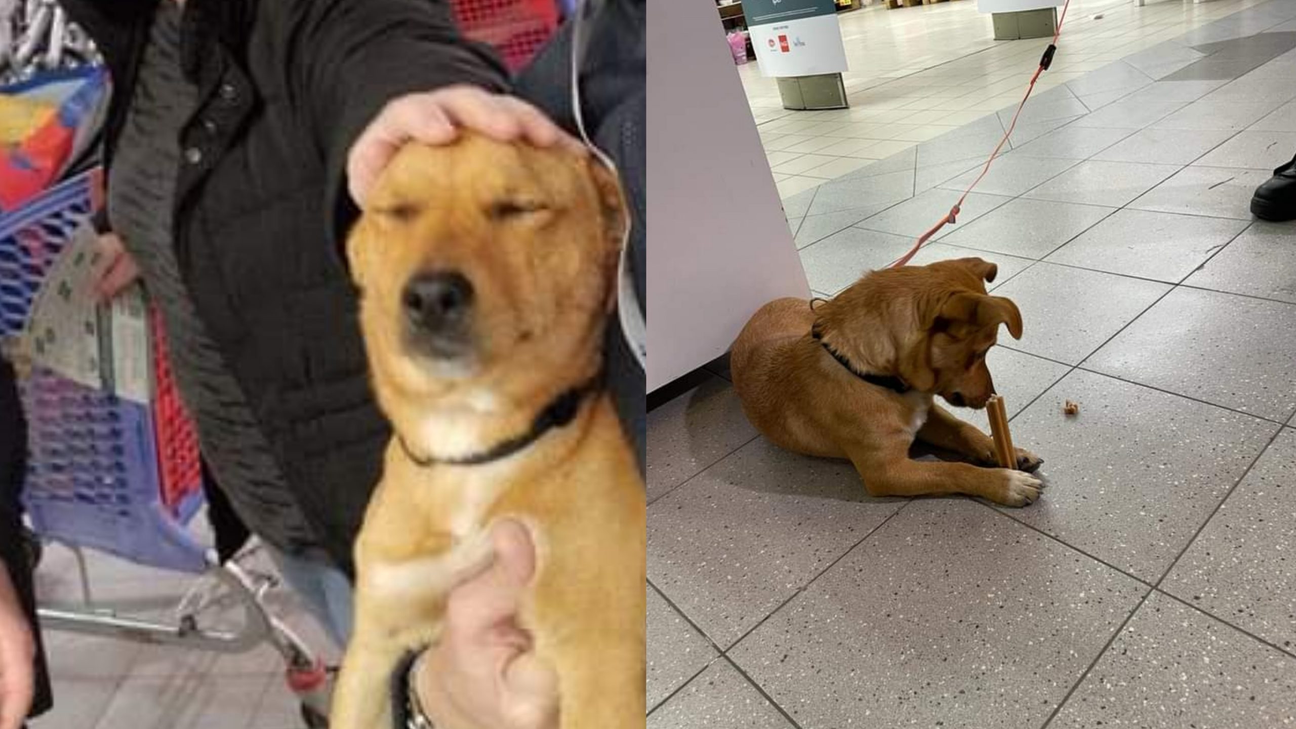 San Sperate, cane abbandonato nel parcheggio di un centro commerciale: scatta la gara di solidarietà
