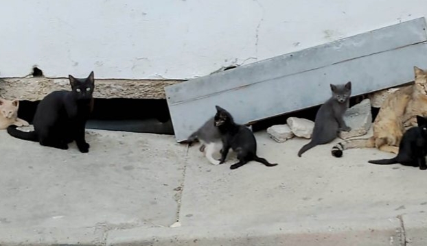 Brutale divertimento di alcuni ragazzini a Sestu, petardi vicino alla colonia felina